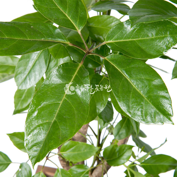 상세이미지