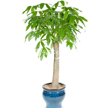사기화분파키라 552h