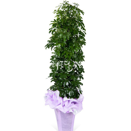 홍콩야자