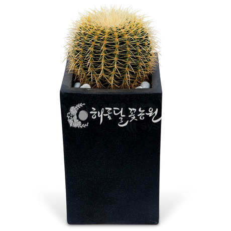 선인장 s310