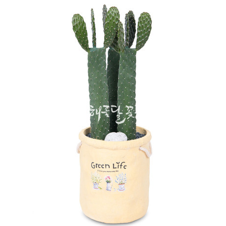 용신목 선인장