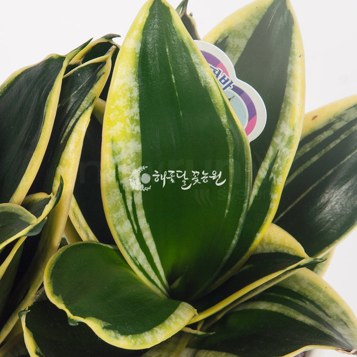 상세이미지