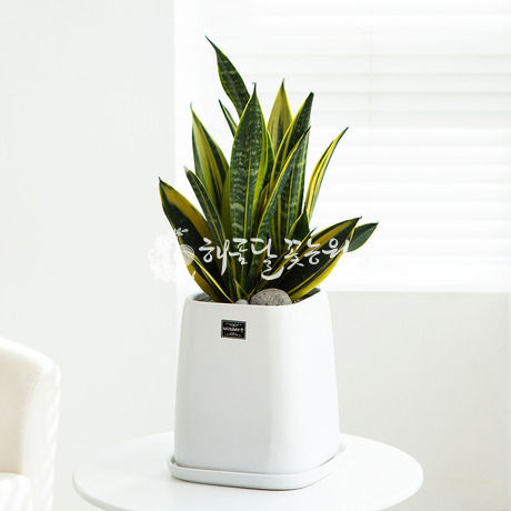 산세베리아 60k